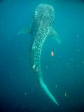 Djibouti - Whale Shark in Djibouti - 19